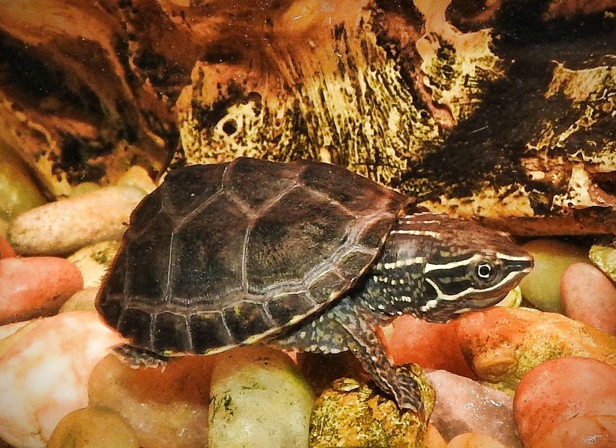 Musk Turtle